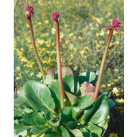 Bergenia cordifolia ´Rotblum´ / Bergénia srdcovitolistá, K9