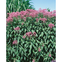 Eupatorium maculatum ´Baby Joy´ / Konopáč, K13