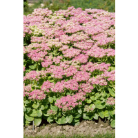 Sedum spectabile ´Brilant´ / Rozchodník nádherný, K9