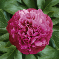 Paeonia lact. ´Rosea Plena´ / Pivonka bylinná, C1,5