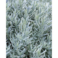 Lavandula angustifolia 'Silbermöve' / Levanduľa úzkolistá, K9