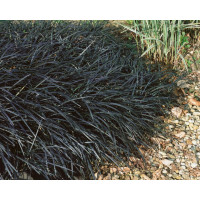 Ophiopogon planiscapus ´Nigrescens´ / Bradník, K11