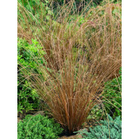 Carex buchananii / Ostrica Buchanova, K9