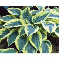 Hosta ´First Frost´ / Hosta / Funkia, K11