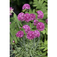 Armeria maritima 'Nifty Thrifty' / Trávnička prímorská, K9