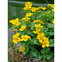 Caltha palustris / Záružlie močiarne, K9