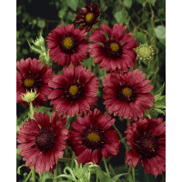 Gaillardia aristata ´Burgunder´ / Kokarda ostitá, C1,5