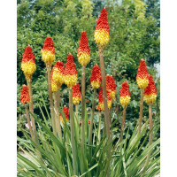 Kniphofia uvaria ´Grandiflora´ / Fakľovka aloovitá, C1,5