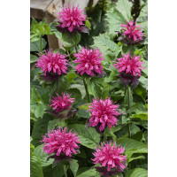 Monarda ´Prärienacht´ / Monarda, K9