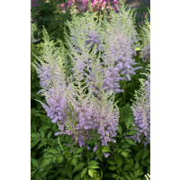 Astilbe chinensis 'Milk and Honey'® / Astilba čínska, C2