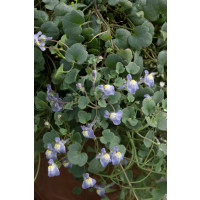 Cymbalaria muralis / Cimbalok múrový, K9