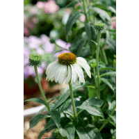 Echinacea purpurea ´Primadonna (R) White´ / Rudbekia, K9
