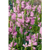 Physostegia virginiana ´Vivid´ / Fizostégia, K9