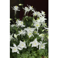 Aquilegia caerulea Spring Magic White / Orlíček, K9