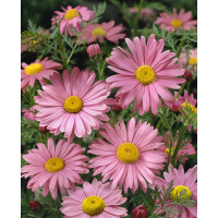 Tanacetum coccineum ´Robinson´s Rose´ / Králik, K9