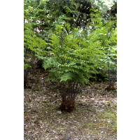Osmunda regalis / Osmunda kráľovská, K9