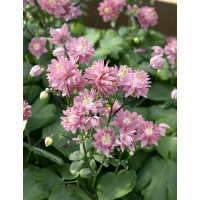 Aquilegia vulg. Rose Barlow / Orlíček obyčajný, K9