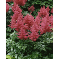 Astilbe japonica 'Rheinland' / Astilba japonská, K9