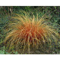 Carex comans ´Bronze Perfection´ / Ostrica, K9