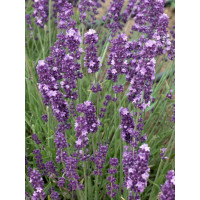 Lavandula angustifolia ´Ellegance Purple´ / Levanduľa úzkolistá, K9