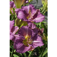 Hemerocallis 'Entrapment' / Ľaliovka, C2