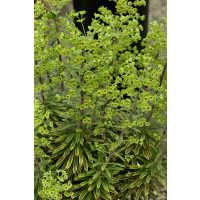 Euphorbia x martinii 'Ascot Rainbow' / Mliečnik, K11