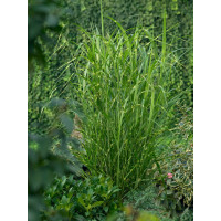 Miscanthus sin. ´Zebrinus/Strictus´ / Ozdobnica pásikavá, K11