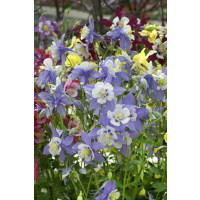 Aquilegia caerulea Spring Magic Navy and White / Orlíček, K9