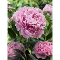 Paeonia lact. ´Sarah Bernhardt´ / Pivonka bylinná, C1,5