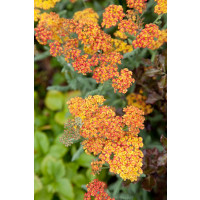 Achillea filipendulina 'Walther Funcke´/ Rebríček túžobníkový, Myší chvost, C1