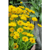 Coreopsis grandiflora ´Early Sunrise´ / Kráska, K9