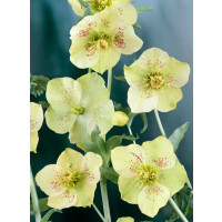 Helleborus orientalis 'Yellow Lady' / Čemerica východná, K13