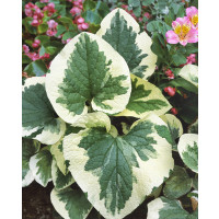 Brunnera macrophylla 'Variegata' / Brunera veľkolistá , K13