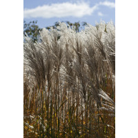 Miscanthus sinensis ´Malepartus´ / Ozdobnica čínska, C1,5
