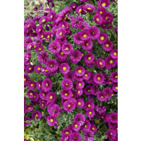 Aster dumosus ´Jenny´ / Astra krovinatá, K9