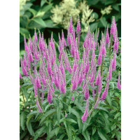 Veronica longifolia ´Rosea´ / Veronika, K9