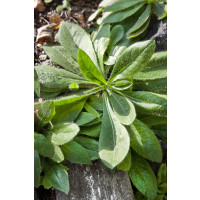 Hieracium aurantiacum / Chlpánik oranžový, K9
