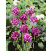 Armeria maritima 'Nifty Thrifty' / Trávnička prímorská, K9