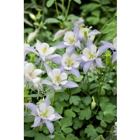 Aquilegia caerulea Spring Magic Navy and White / Orlíček, K9