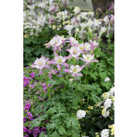 Aquilegia caerulea Spring Magic Rose and Ivory / Orlíček, K9