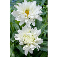 Leucanthemum x maximum ´Victorian Secret´ / Margaréta, C1,5