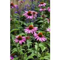 Echinacea purpurea ´Primadonna Deep Rose´/ Rudbekia purpurová, C1,5