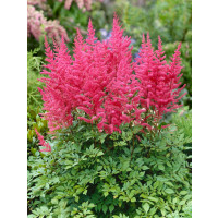 Astilbe arendsii ´Bella´ / Astilba ružová, C1