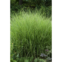 Miscanthus sinensis 'Graziella' / Ozdobnica čínska, K9/K11