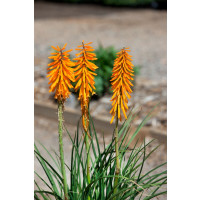 Kniphofia 'Mango Popsicle®' / Fakľovka , K11