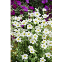 Saxifraga arendsii ´Touran White´ / Lomikameň, C1,5