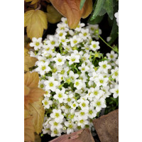 Saxifraga arendsii ´Touran White´ / Lomikameň, K9