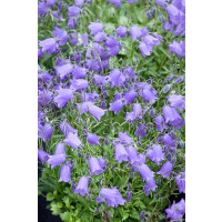 Campanula cochlearifolia ´Baby Blue´ / Zvonček maličký modrý, C1,5