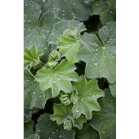 Alchemilla mollis / Alchemilka , K9