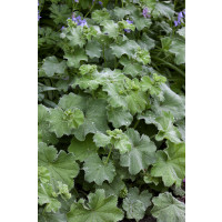 Alchemilla mollis ´Thriller´ / Alchemilka, K9